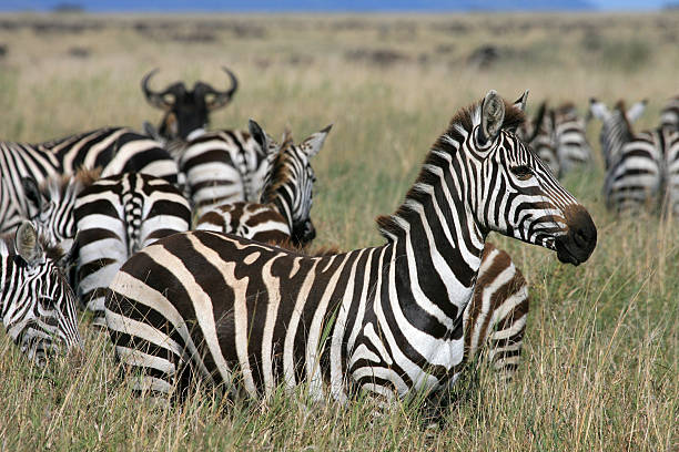 istock Zebra Serengeti Tanzania 91251716