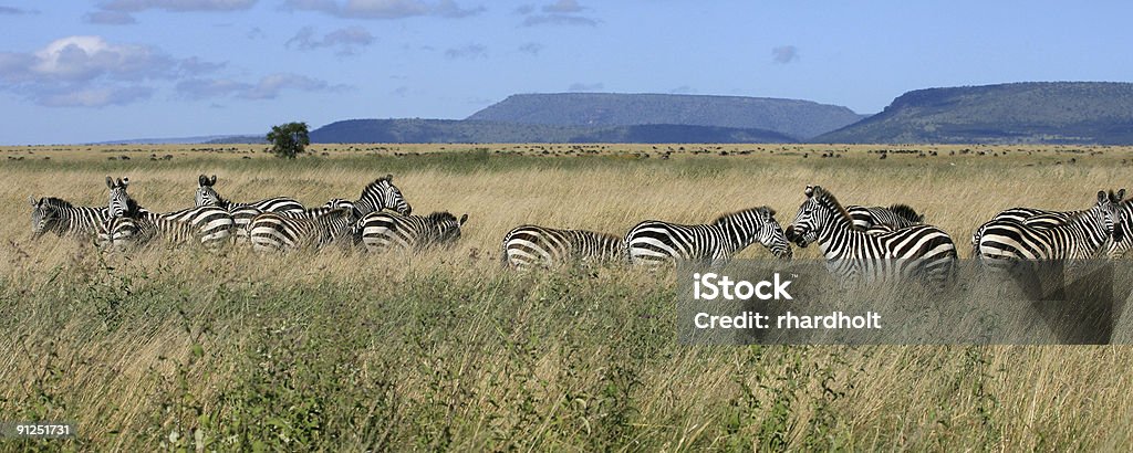Zebra mandria Serengeti Tanzania - Foto stock royalty-free di Abbigliamento mimetico