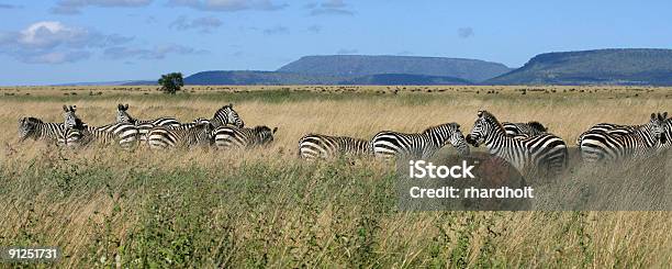 Zebra Mandria Serengeti Tanzania - Fotografie stock e altre immagini di Abbigliamento mimetico - Abbigliamento mimetico, Africa, Ambientazione esterna