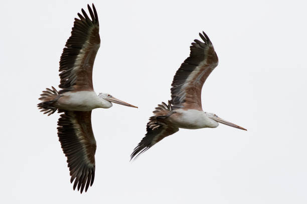 istock Large Spot-billed Pelican water bird, also called Grey pelican, in flight 912518268