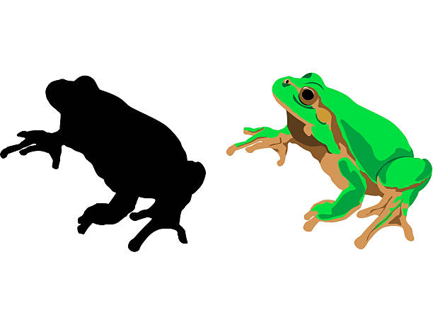 Vector frog Vector frog - black shape and color shape. File zip contains: .ai, .eps, .svg, .jpg animal retina illustrations stock illustrations