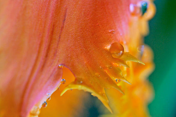 Tulip Petal Abstract stock photo