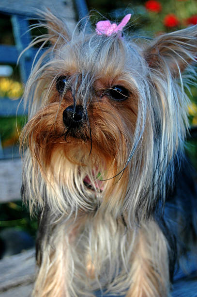 istock Sweet Little Yorkie 91251945