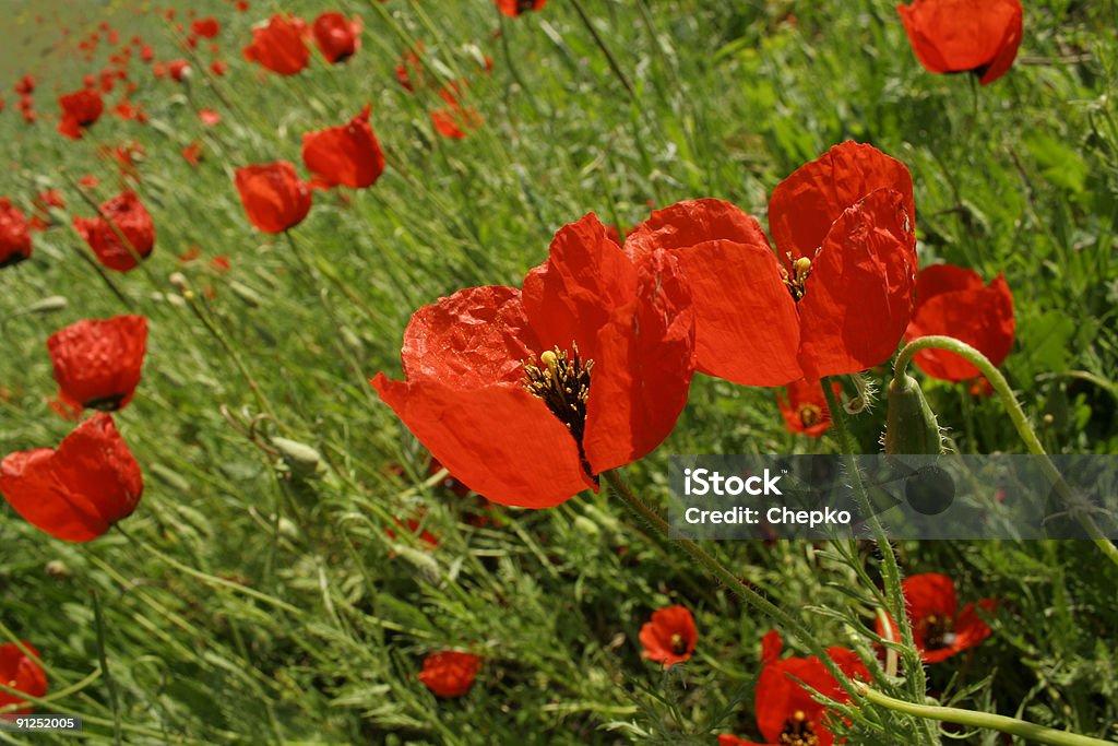 Vermelho Papaveráceas - Royalty-free Ajardinado Foto de stock