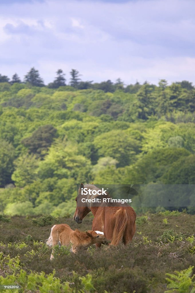 Wild Horse Mare i Źrebię - Zbiór zdjęć royalty-free (Bez ludzi)