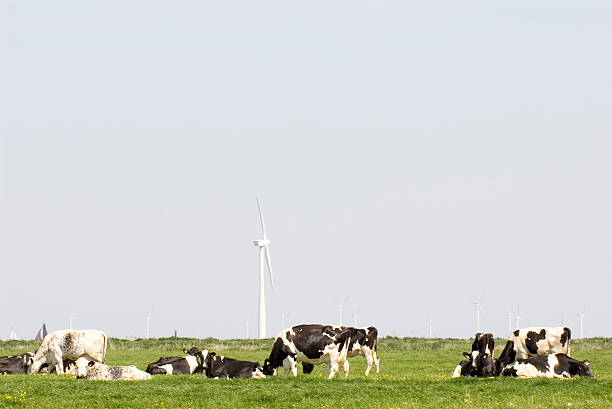 Cow milk that grew up in Hokkaido is delicious\n