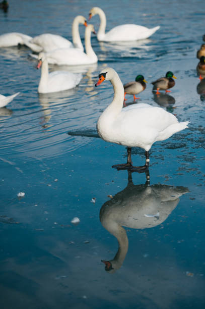 лебеди на замерзшем озере - water surface standing water swan mute swan стоковые фото и изображения