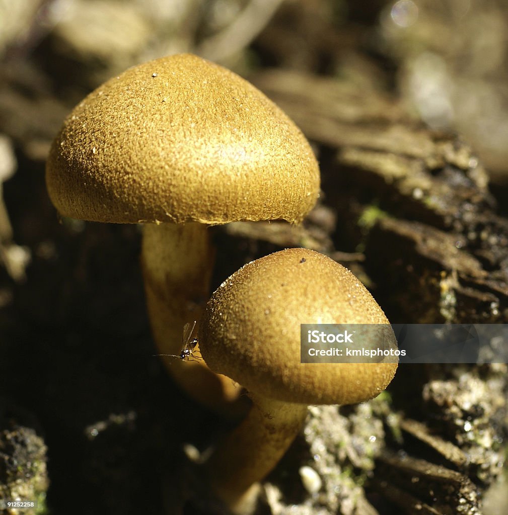 Cogumelos com Mosca - Royalty-free Castanho Foto de stock