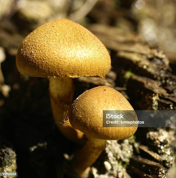 Cogumelos Com Mosca - Fotografias de stock e mais imagens de Castanho - Castanho, Caule de planta, Cogumelo