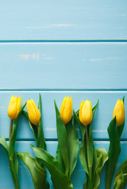 istock Yellow tulips on blue wood background, copy space 912523706
