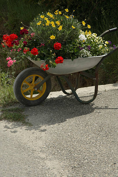 carrinho de mão cheia de flores - comradely imagens e fotografias de stock