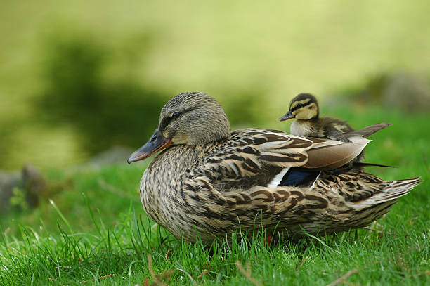 istock Mother Mallard with duckling 91252476