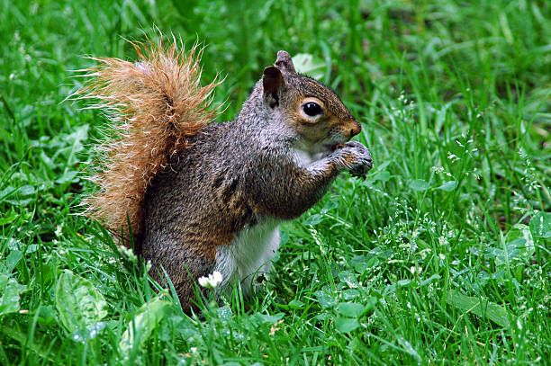 istock Wet Squirrel Chewing an Almond 91252495