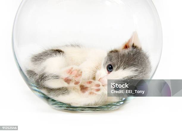 Micio Sonnecchiare In Una Boccia Per Pesci Rossi - Fotografie stock e altre immagini di Gatto domestico - Gatto domestico, Bicchiere, Boccia per pesci rossi