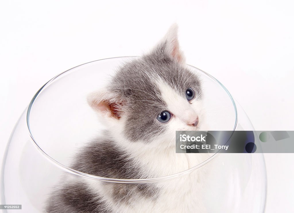 Kitten sitting in a fishbowl  Domestic Cat Stock Photo