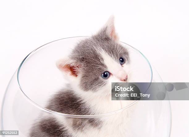 Kitten Sitting In A Fishbowl Stock Photo - Download Image Now - Domestic Cat, Fishbowl, Animal