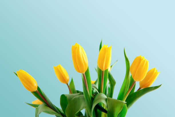 istock Yellow tulips bouquet on blue background 912526146