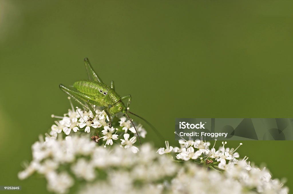 saltamontes - Foto de stock de Animal libre de derechos