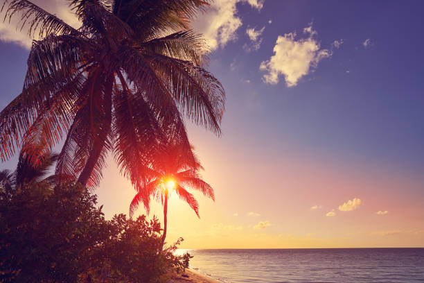 istock Holbox island sunset palm tree Mexico 912527472