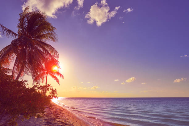 istock Holbox island sunset palm tree Mexico 912530716