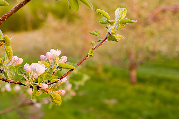 a inizio primavera fiori di apple - spartan apple foto e immagini stock