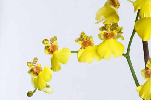 A single yellow phalaenopsis orchid flower.