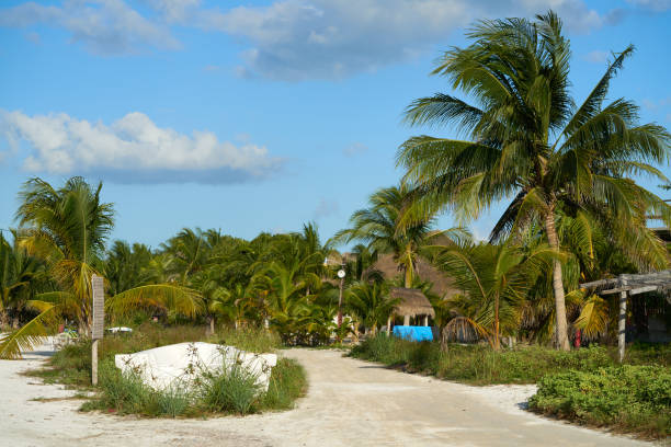istock Holbox island tropical palm tree Mexico 912533066