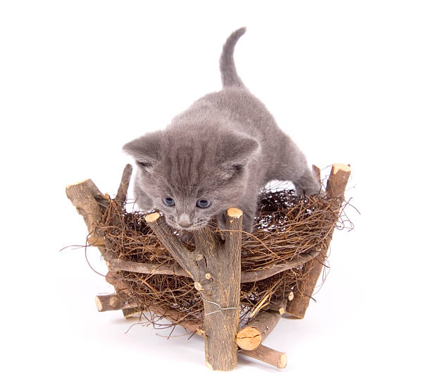 istock Gray cat and bird's nest 91253614