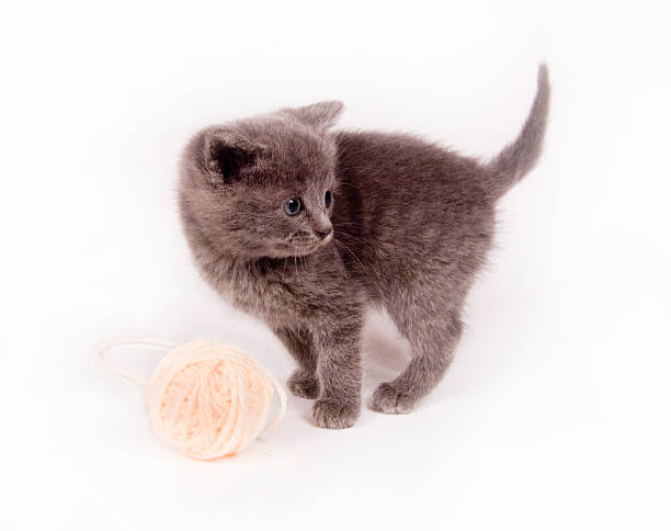 istock Gray kitten and ball of yarn 91253618