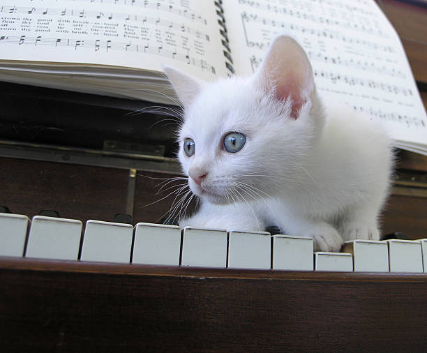 Kitten on the Keys stock photo