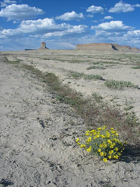 Wildflowers in the Desert stock photo