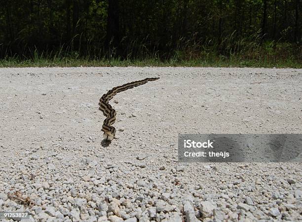 Yellow Rat Snake Crossing Der Straße Stockfoto und mehr Bilder von Erdreich - Erdreich, Farbbild, Fotografie