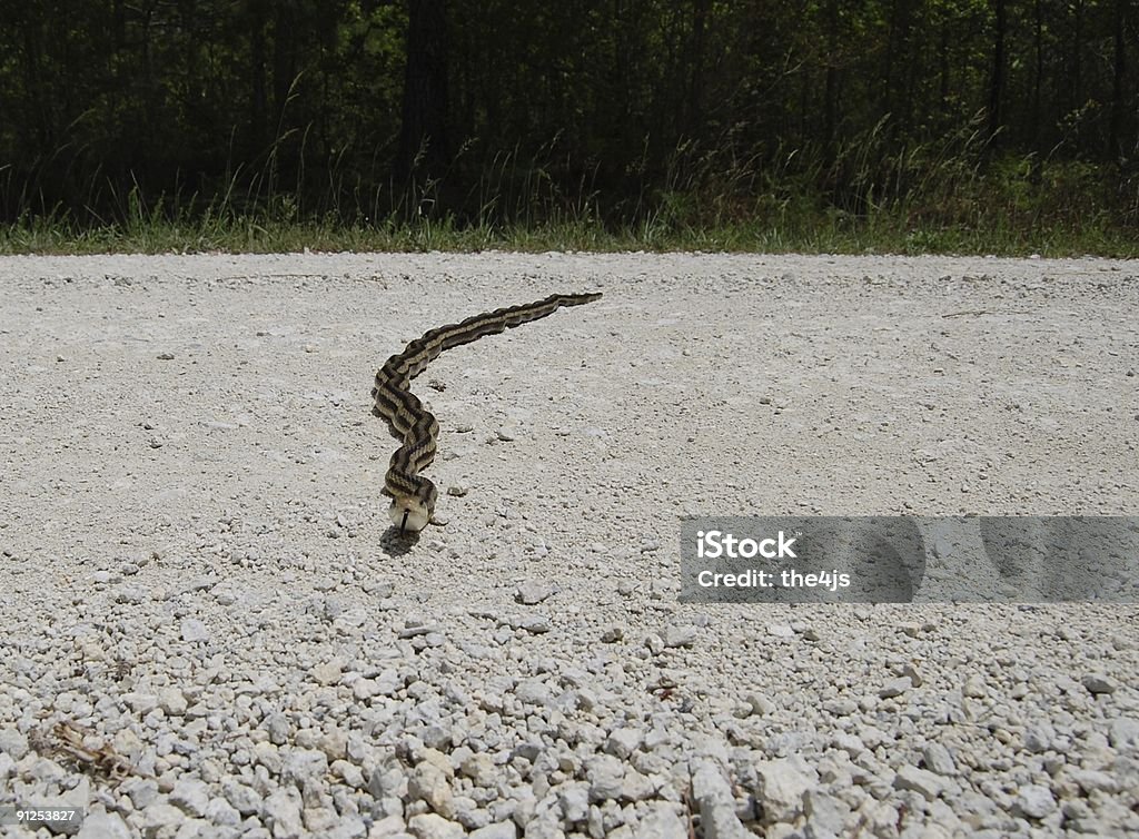 Serpent ratier jaune traverser la route - Photo de Au milieu de la route libre de droits