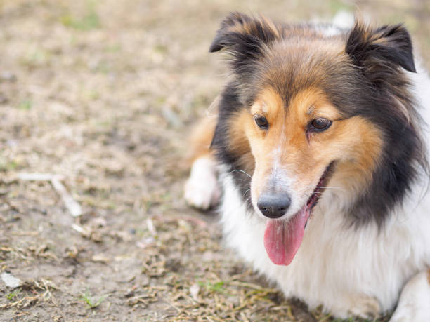 istock Dog, Shetland sheepdog, collie 912539564