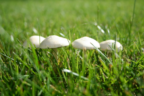 White mushroom champignon in green grass in nature. Edible mushroom Agaricus arvensis under spruce in green grass in the forest in the summer of autumn macro horizontal photo