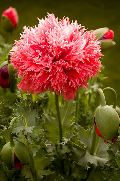 Peony Poppy stock photo