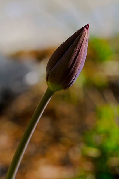 Budding Black Tulip stock photo