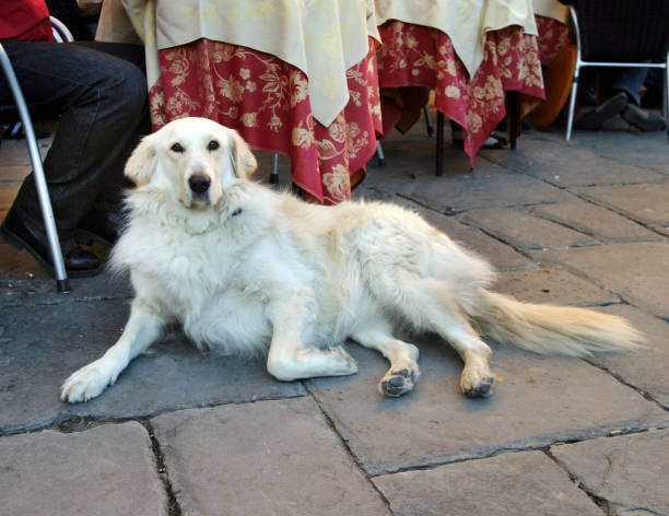 istock Dog in Italy at Sidewalk Cafe 91254476