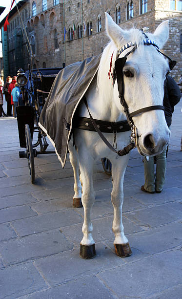istock Horse and Carriage, Florence, Italy 91254485