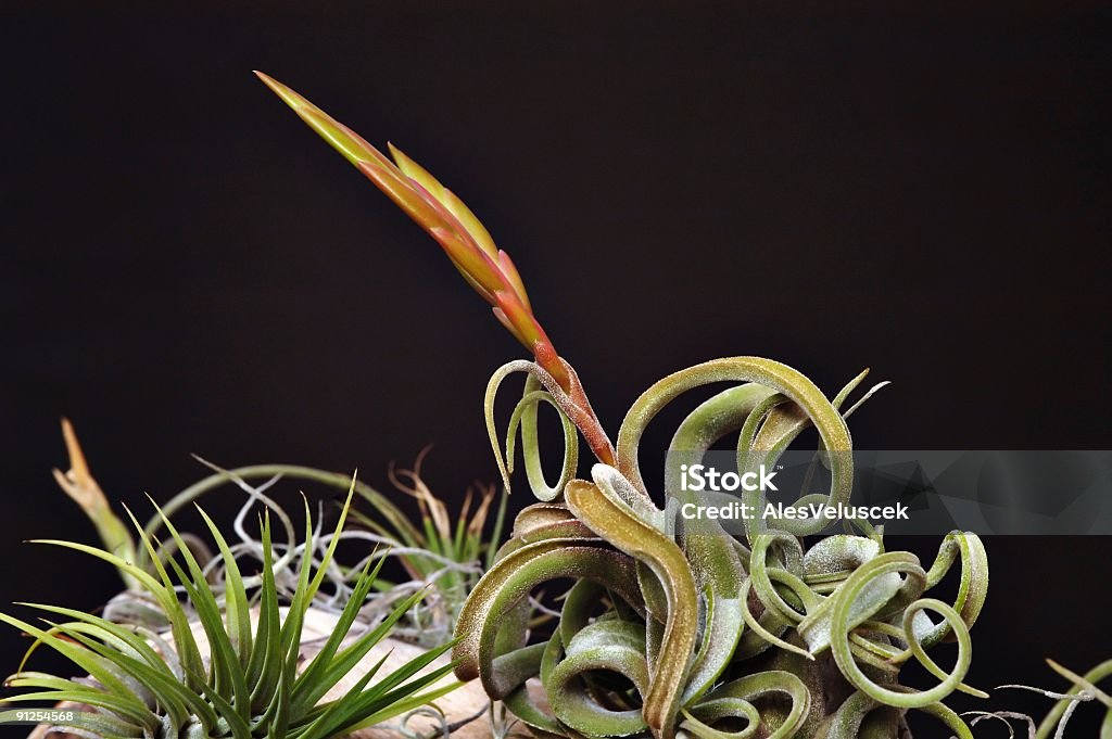 Tillandsia - Zbiór zdjęć royalty-free (Bez ludzi)