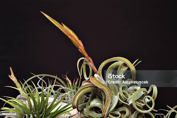 Tillandsia — стоковые фотографии и другие картинки Без людей - Без людей, Ботаника, Горизонтальный