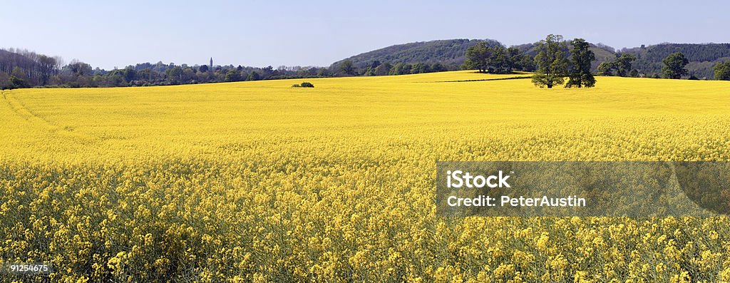 Panorama campo inglesa, a colza - Foto de stock de Agricultura royalty-free