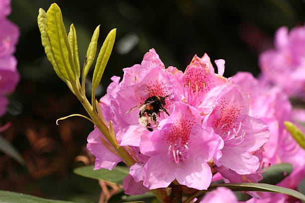 istock Bumblebee collecting honey in flower 91254848