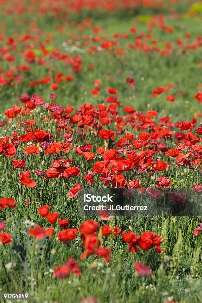 Poppies Stockfoto und mehr Bilder von Blume - Blume, Farbbild, Feld