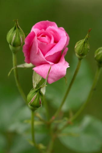 One fresh pink Rose with 3 green rosebuds on green background, in the nature, close-up