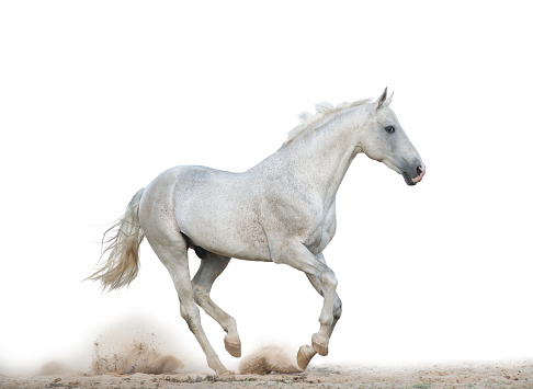 White stallion is running gallop over a white background