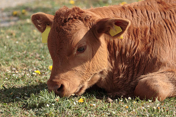 young cow stock photo