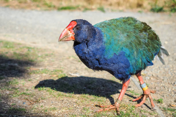 ptak takahe, zagrożonych specie w nowej zelandii. - te anau zdjęcia i obrazy z banku zdjęć