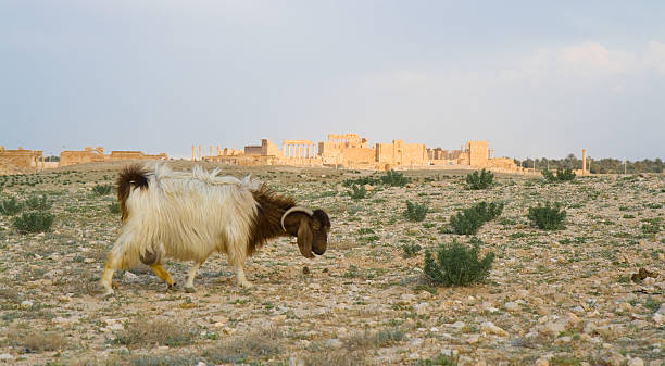 palmyra panorâmica - aramaic imagens e fotografias de stock