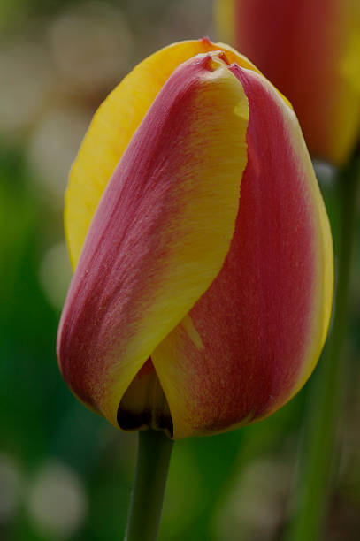 Lonestar Tulip stock photo